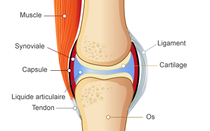 articulation-normale articulation-normale